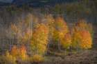 USA-Colorado-Uncompahgre National Forest Aspen trees in late autumn Art Print